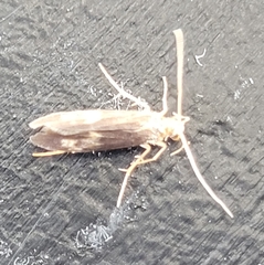 Neureclipsis bimaculata