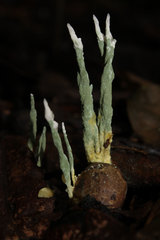 Trichocomaceae