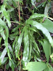 Lygodium heterodoxum