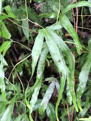 Lygodium heterodoxum