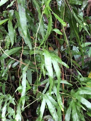 Lygodium heterodoxum