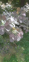 Cotinus coggygria