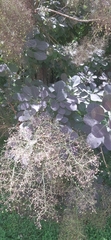 Cotinus coggygria