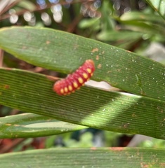 Eumaeus atala