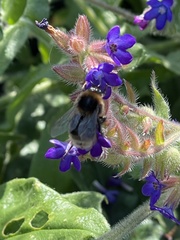 Bombus subterraneus
