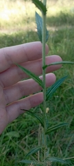 Carlina biebersteinii