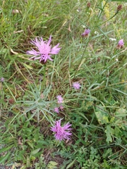 Centaurea jacea