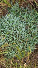 Acrodon