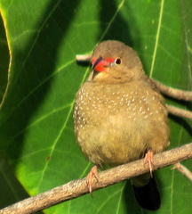 Lagonosticta senegala rendalli
