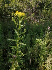 Senecio sarracenicus