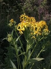 Senecio sarracenicus