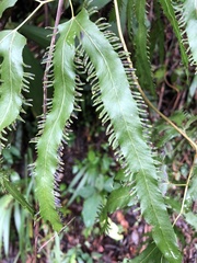 Lygodium heterodoxum