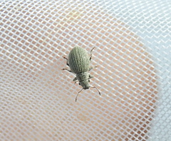 Foucartia squamulata