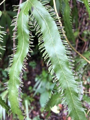 Lygodium heterodoxum