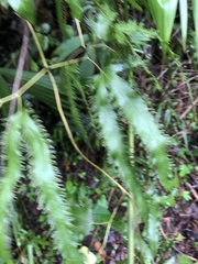 Lygodium heterodoxum