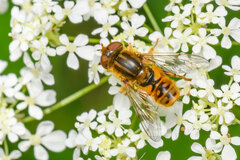Parhelophilus versicolor