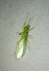Alloperlini