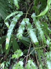 Lygodium heterodoxum