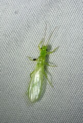 Alloperlini