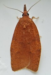 Cenopis directana