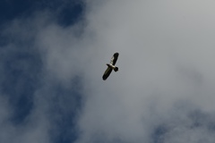 Daptrius carunculatus