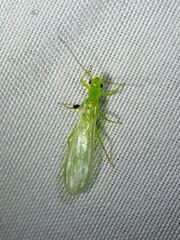 Alloperlini