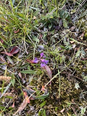 Oxytropis lapponica