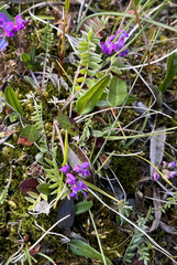 Oxytropis lapponica