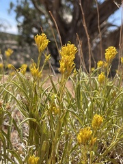 Petradoria pumila