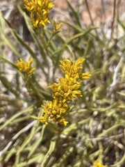 Petradoria pumila