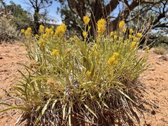 Petradoria pumila