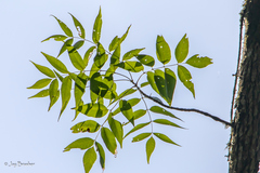 Fraxinus quadrangulata