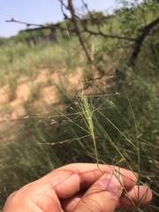 Muhlenbergia porteri