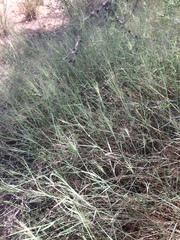 Muhlenbergia porteri