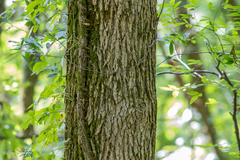 Fraxinus quadrangulata