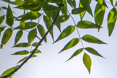 Fraxinus quadrangulata