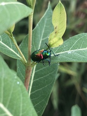 Chrysochus auratus