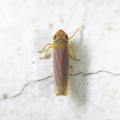 Ferrariana trivittata