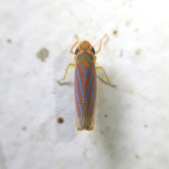 Ferrariana trivittata
