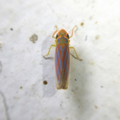 Ferrariana trivittata