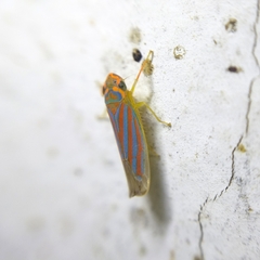 Ferrariana trivittata