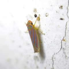 Ferrariana trivittata