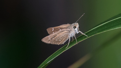 Pelopidas assamensis