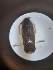 Callicorixa praeusta