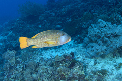 Lethrinus erythracanthus