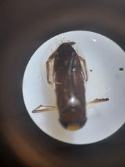 Callicorixa praeusta