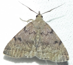 Zanclognatha dentata
