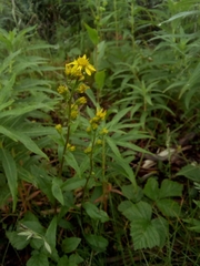 Solidago virgaurea minuta