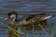 Anas bahamensis galapagensis