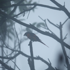 Pericrocotus solaris